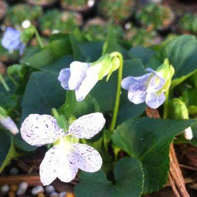 Viola sororia Freckles