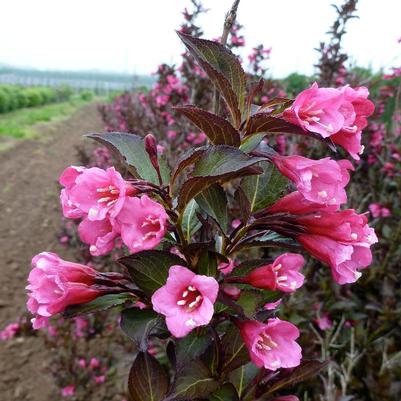 Weigela florida Alexandra (Wine and Roses® Weigela)