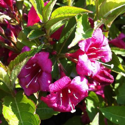 Weigela florida Bristol Ruby