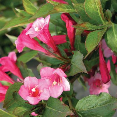 Weigela florida Minuet