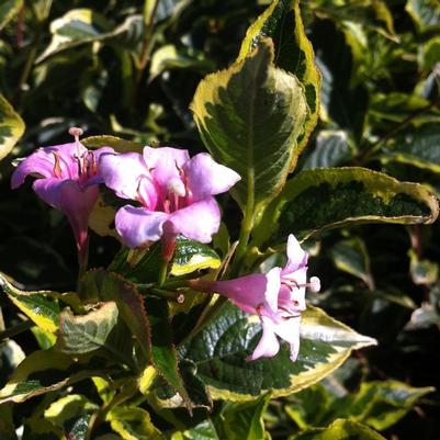 Weigela florida Nana Variegata