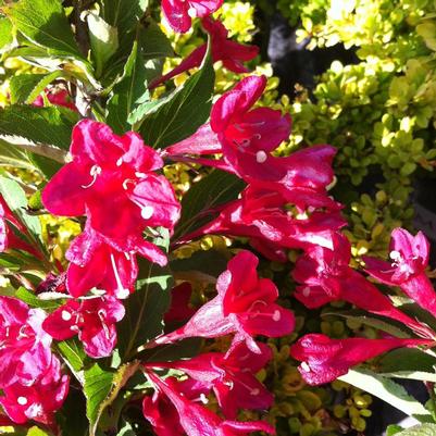 Weigela florida Red Prince