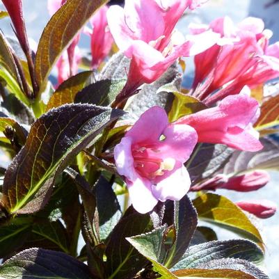 Weigela florida Tango