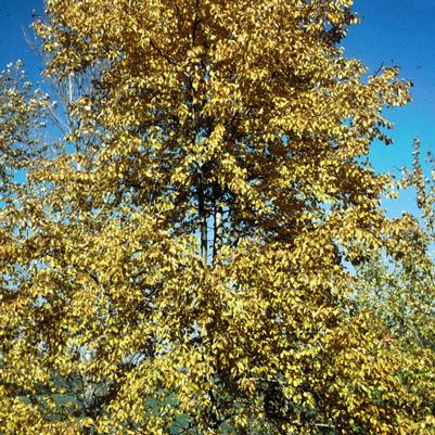 Populus balsamifera 