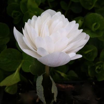 Sanguinaria f. multiplex Plena