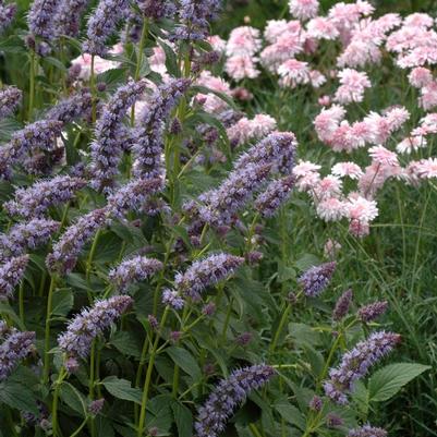 Agastache foeniculum 