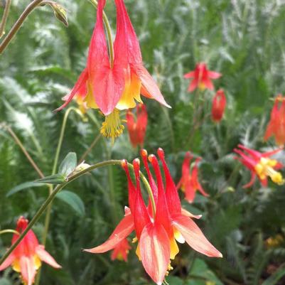 Aquilegia canadensis 