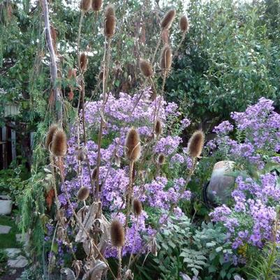 Aster puniceus 