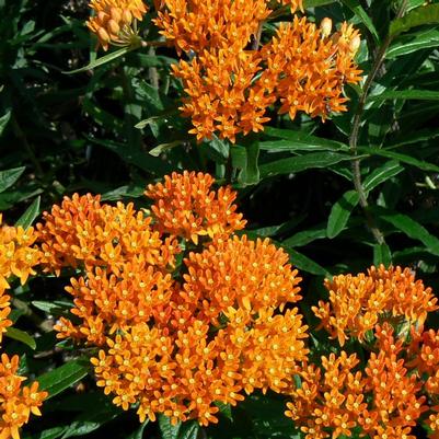 Asclepias tuberosa 