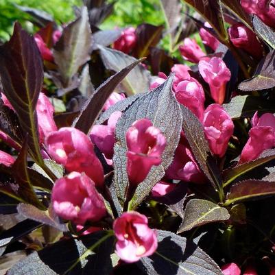 Weigela florida Bokraspiwi