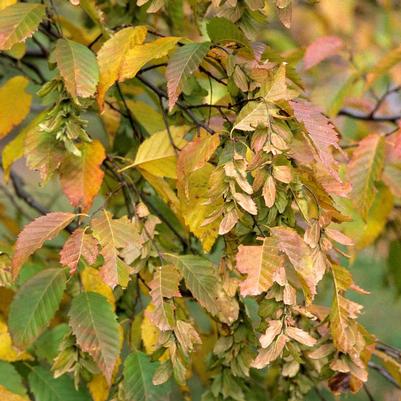 Carpinus betulus 