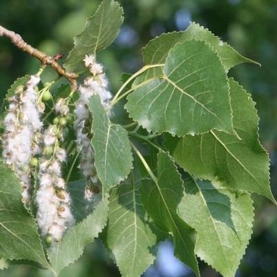 Populus deltoides 
