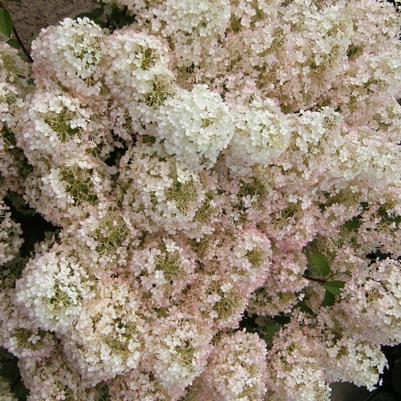 Hydrangea paniculata ILVOBO (Bobo® Hydrangea)