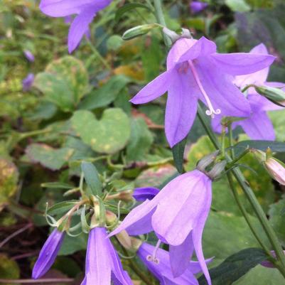 Campanula americana 