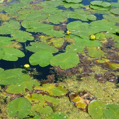 Nuphar lutea 