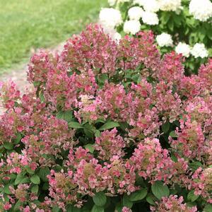 Hydrangea paniculata SMHPLQF (Little Quick Fire® Hydrangea)