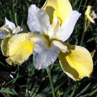 Iris sibirica Butter and Sugar