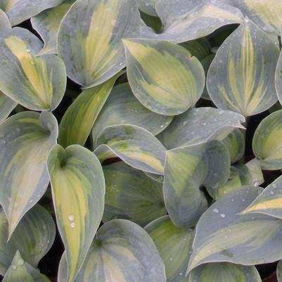 Hosta Touch of Class (Plantain Lily)