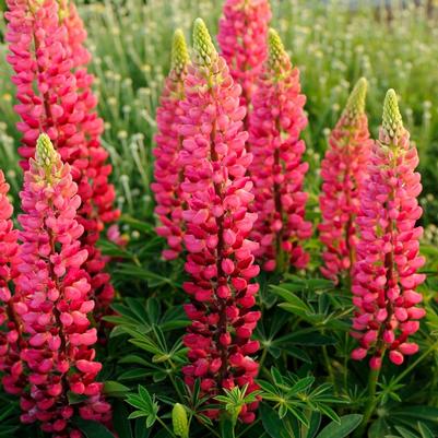 Lupinus x Popsicle Red