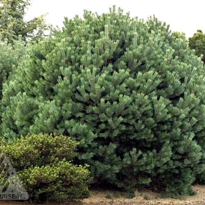 Pinus sylvestris Glauca Nana