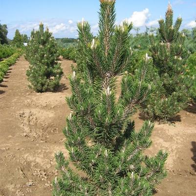 Pinus thunbergii Kotobuki