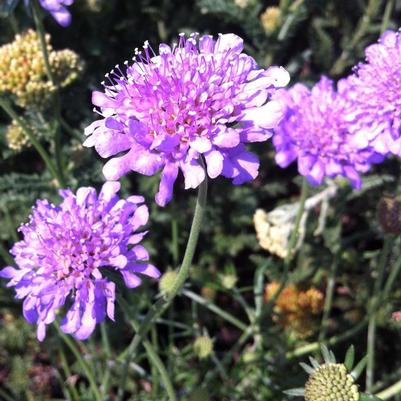 Scabiosa columbaria Butterfly Blue