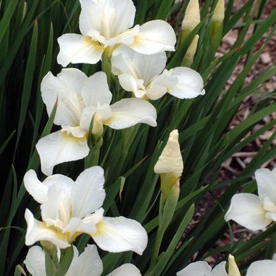 Iris sibirica White Swirl