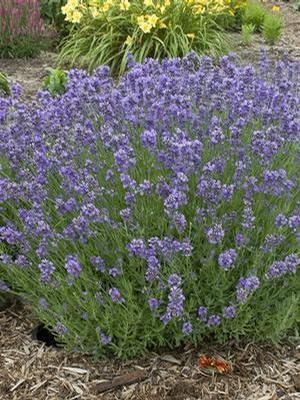 Lavandula angustifolia Munstead (English Lavender)