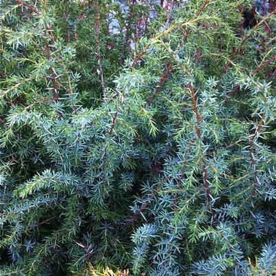 Juniperus communis Suecica Major