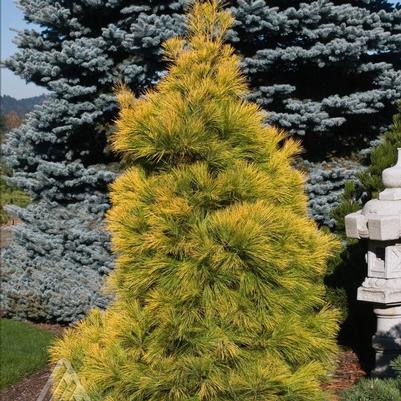 Pinus strobus Louie