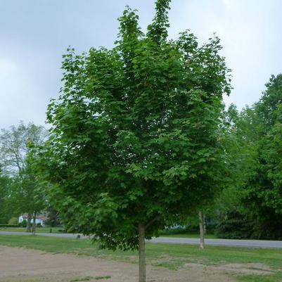 Acer truncatum x platanoides Keithsform