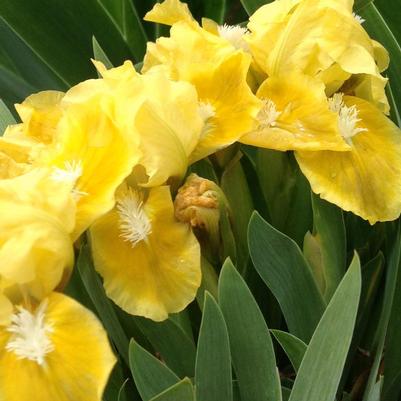 Iris pumila Yellow
