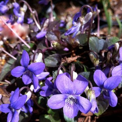 Viola riviniana Purpurea Group