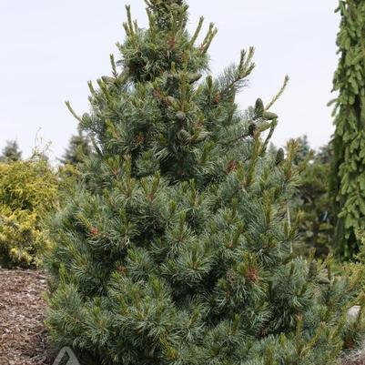 Pinus parviflora Bergmani