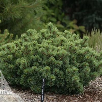 Pinus parviflora Catherine Elizabeth