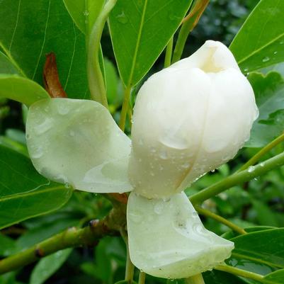 Magnolia virginiana Jim Wilson