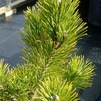 Pinus mugo Aurea Fastigiata