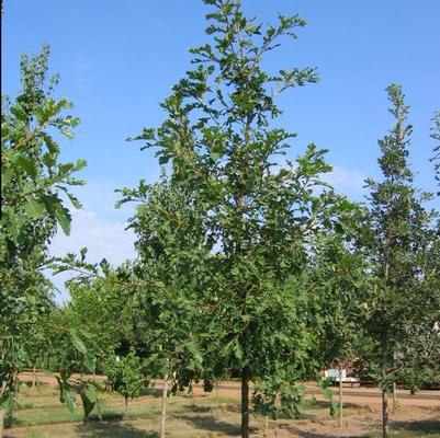 Quercus macrocarpa JFS-KW14