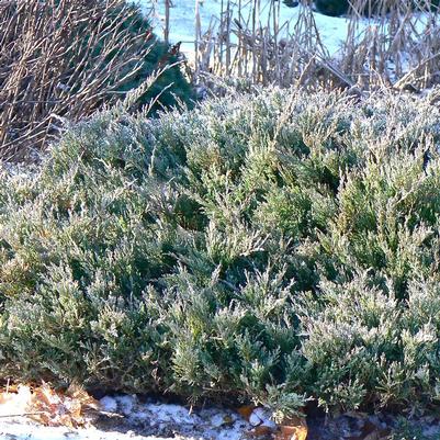 Juniperus horizontalis Hughes