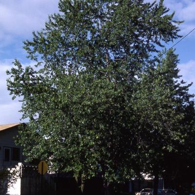 Acer saccharinum 