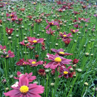 Coreopsis x Red Elf