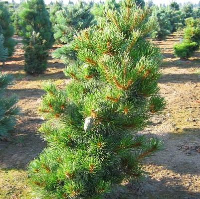 Pinus parviflora Ara Kawa