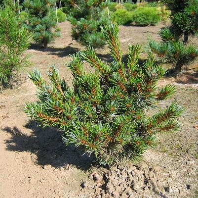 Pinus parviflora var. pentaphylla Azuma