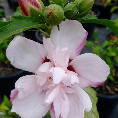 Hibiscus syriacus Anaemonaeflorus