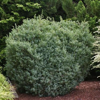 Juniperus communis Haverbeck