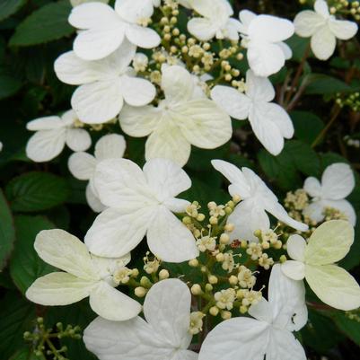 Viburnum plicatum f. tomentosum Summer Snowflake