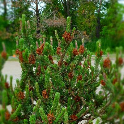 Pinus contorta Spaan's Dwarf