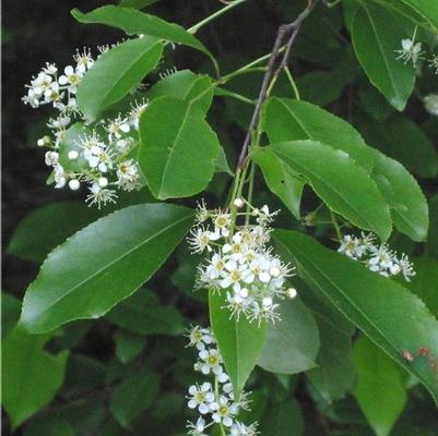 Prunus serotina 