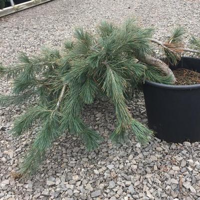 Pinus flexilis Prostrata