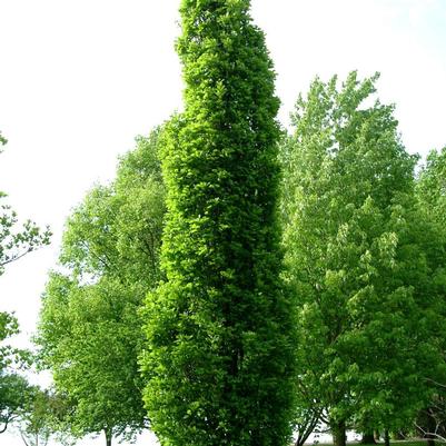 Quercus x warei Nadler